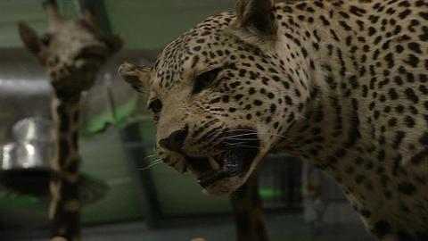 En Bolivie, les canines de jaguars font saliver les Chinois