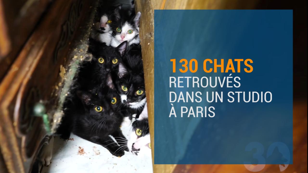 130 Chats Maltraites Retrouves Dans Un Appartement Parisien