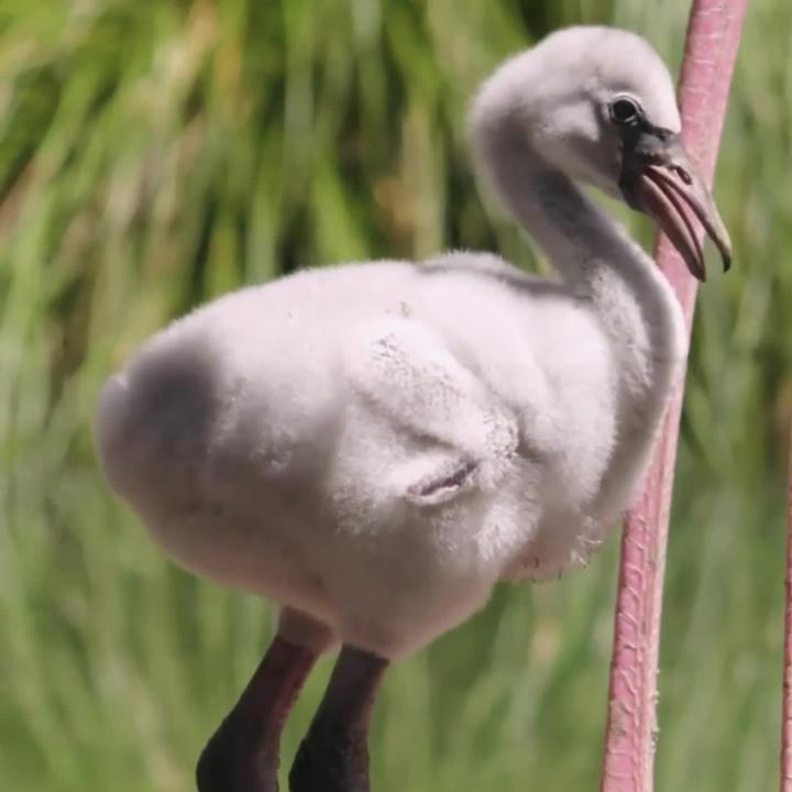 En Nouvelle Zelande Ce Bebe Flamant Rose A Bien Grandi